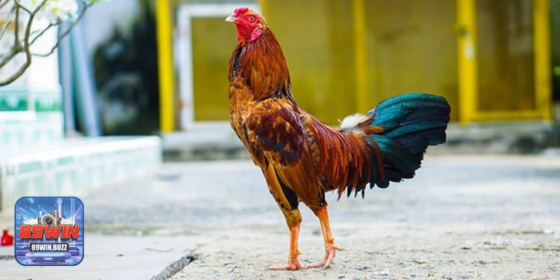 Đá Gà - Canh ưu đãi để tối ưu vốn