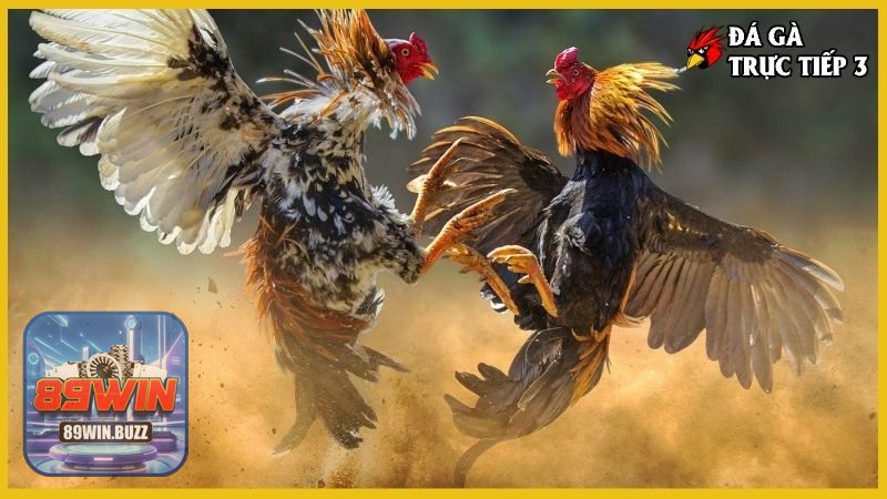 Trực Tiếp Đá Gà C3 - Kỹ thuật và lối đá