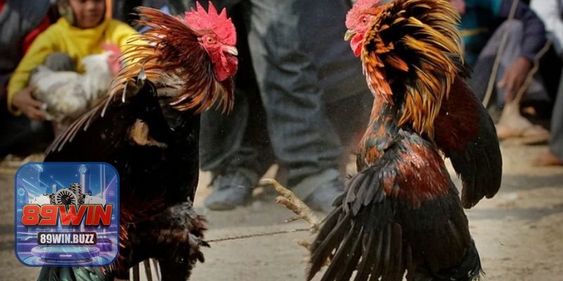 Trực Tiếp Đá Gà C3 - Chọn khung giờ, theo dõi lịch đấu