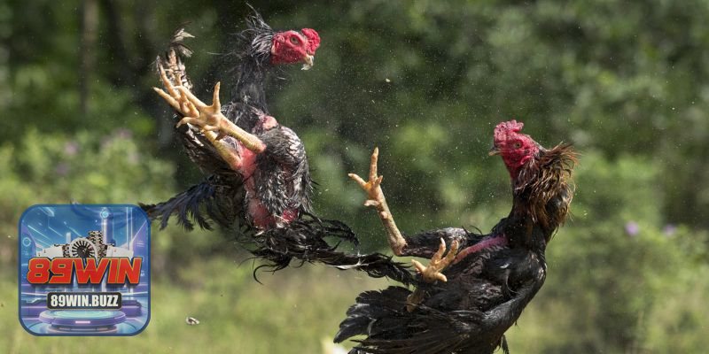 Màu Mạng Gà Đá - Tầm quan trọng trong lựa chọn chiến kê